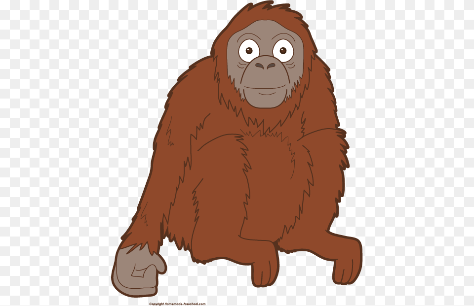 Orangutan Clipart Head, Animal, Bear, Mammal, Wildlife Free Transparent Png