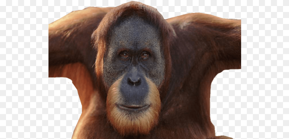 Orangutan Clipart Icon Orang Utan, Animal, Mammal, Monkey, Wildlife Free Transparent Png