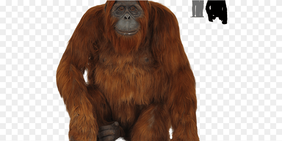 Orangutan Clipart Monkey, Animal, Mammal, Wildlife, Ape Free Png Download