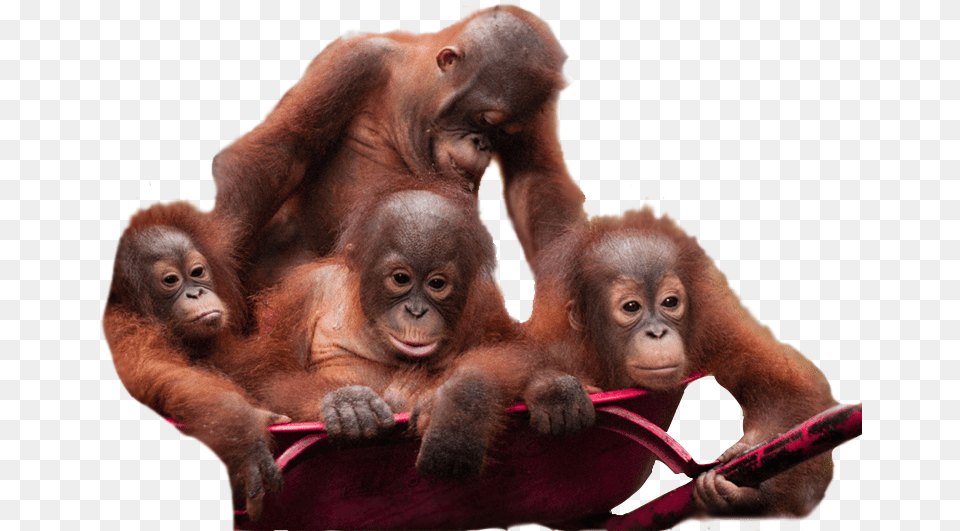Orangutan Download Baby Orangutan Transparent Background, Animal, Mammal, Wildlife, Monkey Png Image