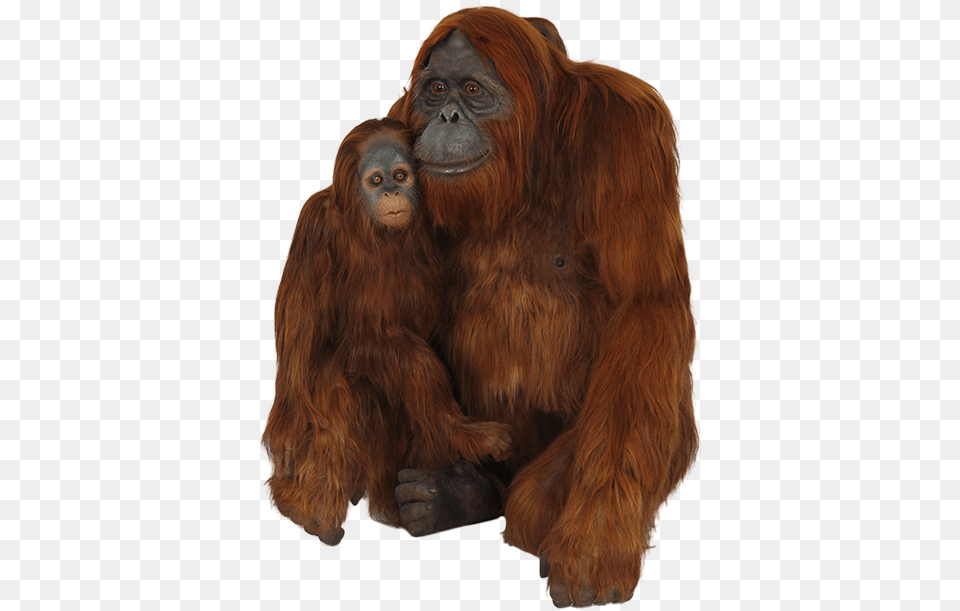 Orangutan Download Image With Transparent Orangutan, Animal, Mammal, Monkey, Wildlife Free Png