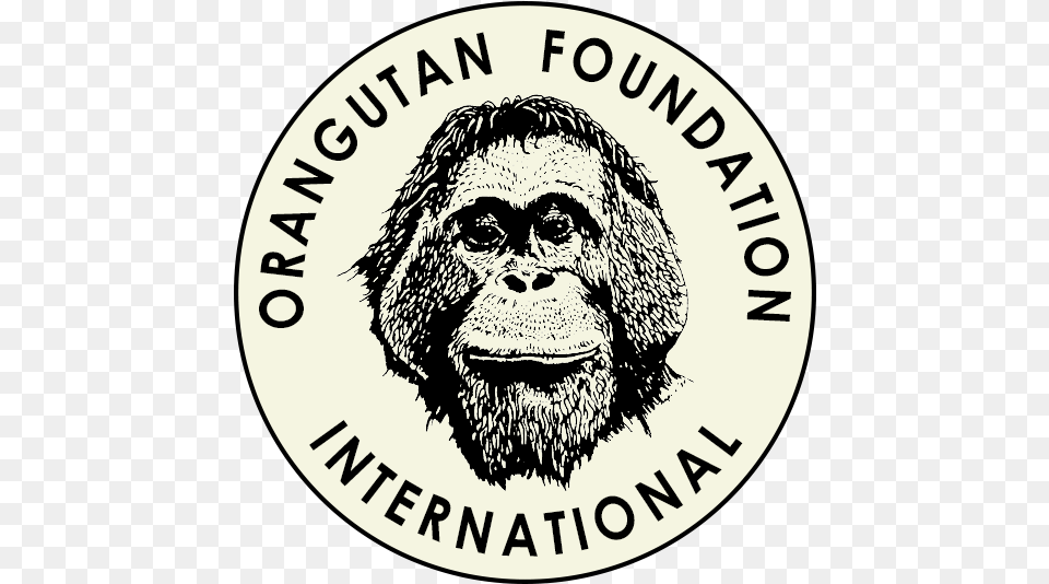 Orangutan Foundation International Volunteers Orangutan Foundation International, Wildlife, Animal, Ape, Mammal Png