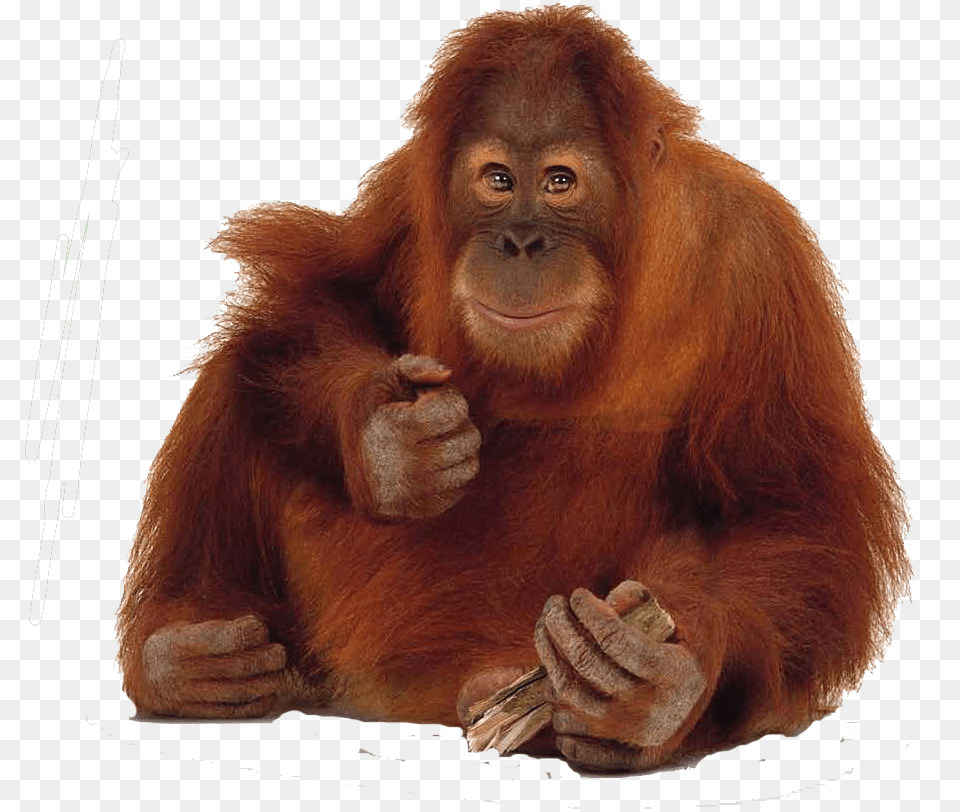 Orangutan Download Orang Utan, Animal, Mammal, Monkey, Wildlife Free Transparent Png