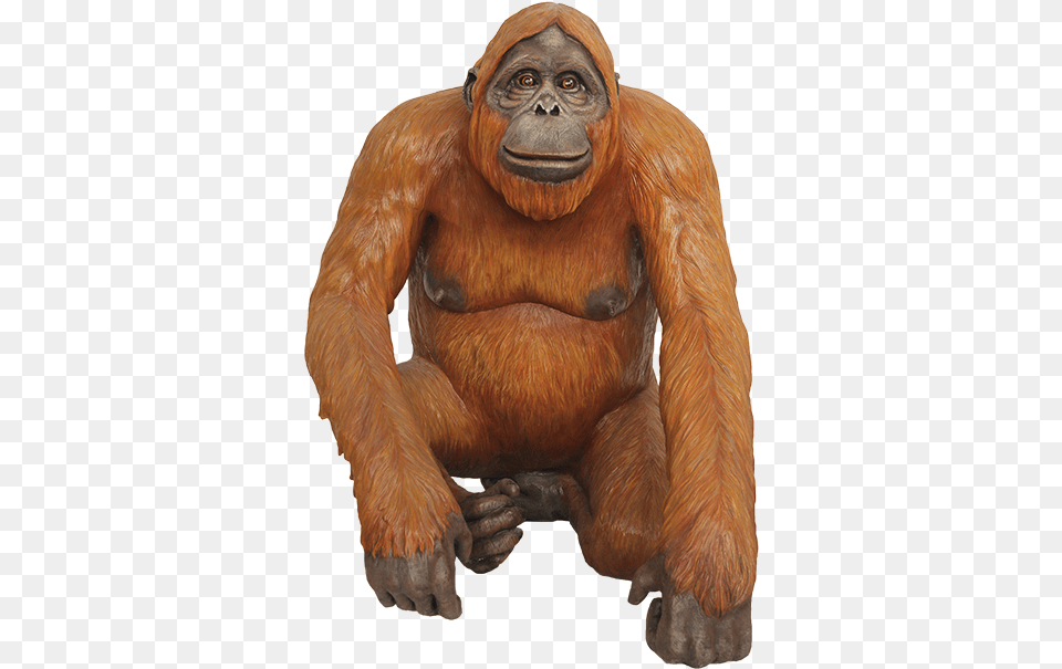 Orangutan Download Orangutan, Animal, Mammal, Monkey, Wildlife Free Png