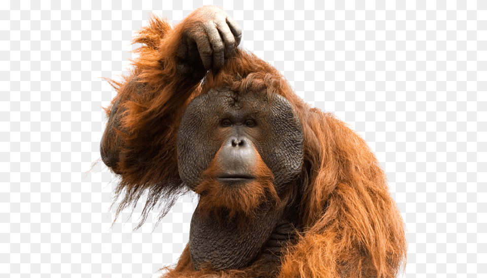 Orangutan Images Orangutan, Animal, Mammal, Monkey, Wildlife Png