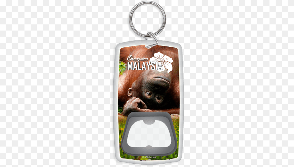 Orangutan Malaysia Orangutan, Animal, Mammal, Wildlife Free Transparent Png