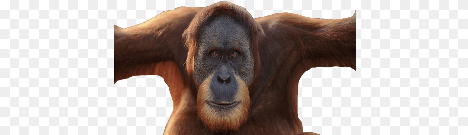 Orangutan Male Orangutan Without Flanges, Animal, Mammal, Monkey, Wildlife Png