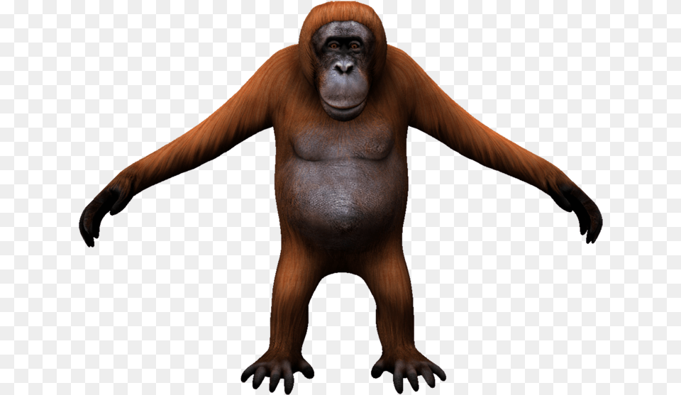 Orangutan Monkey, Animal, Ape, Mammal, Wildlife Png Image