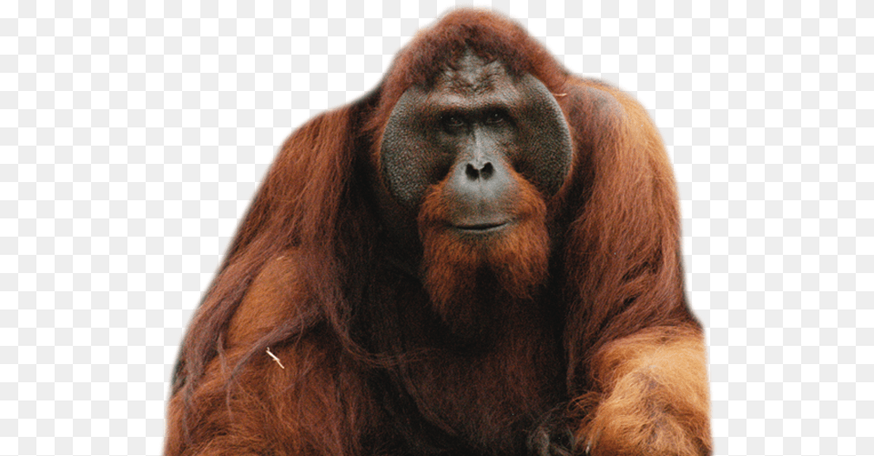 Orangutan Orang Utan, Animal, Mammal, Monkey, Wildlife Free Transparent Png