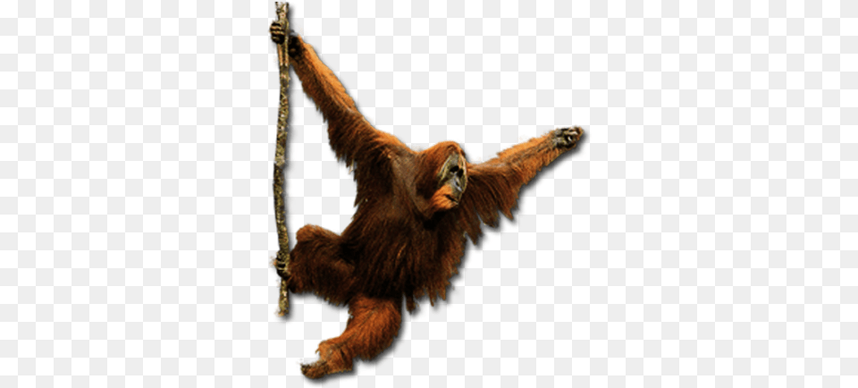 Orangutan Orangutan, Animal, Mammal, Wildlife, Lizard Free Transparent Png