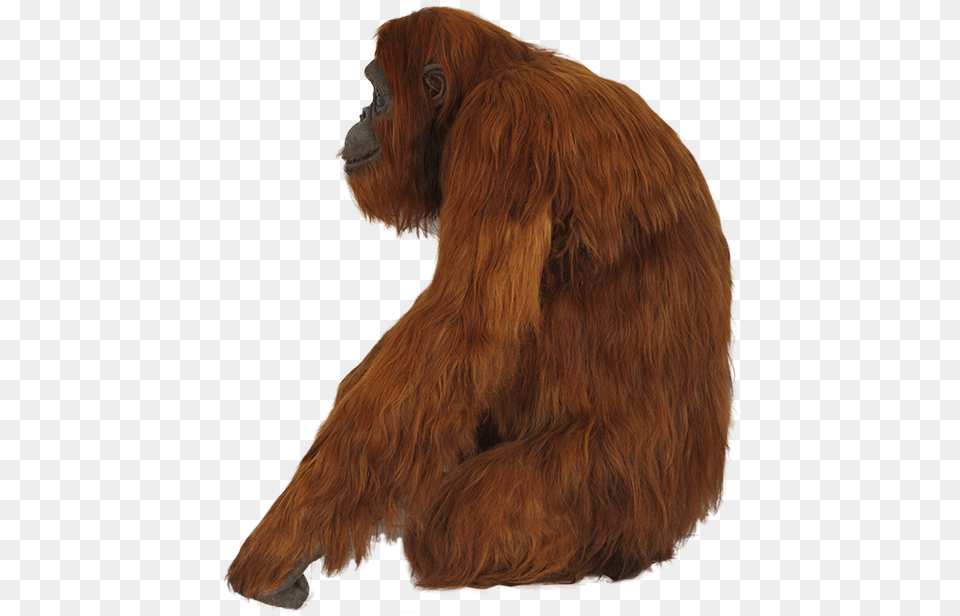 Orangutan Orangutan, Animal, Mammal, Wildlife, Bear Png