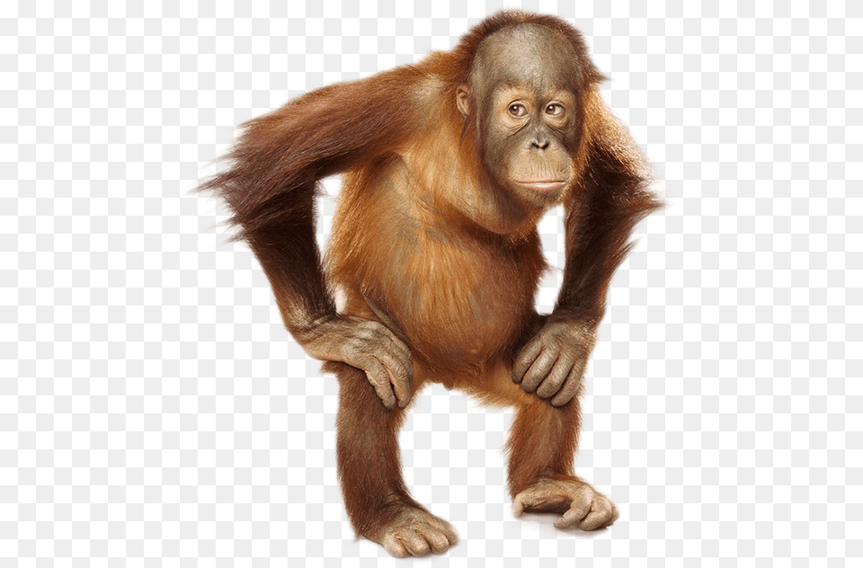 Orangutan Photo Orang, Animal, Mammal, Monkey, Wildlife Png Image