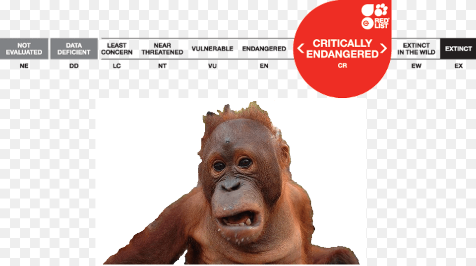 Orangutan Status, Animal, Mammal, Monkey, Wildlife Png