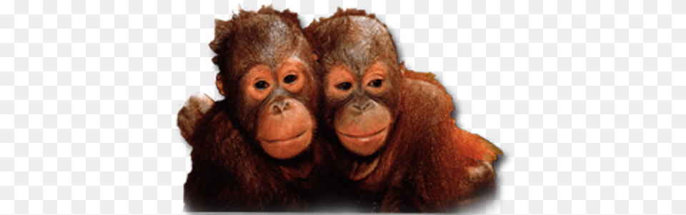 Orangutan Transparent Orangutan Babies, Animal, Mammal, Wildlife, Monkey Free Png Download