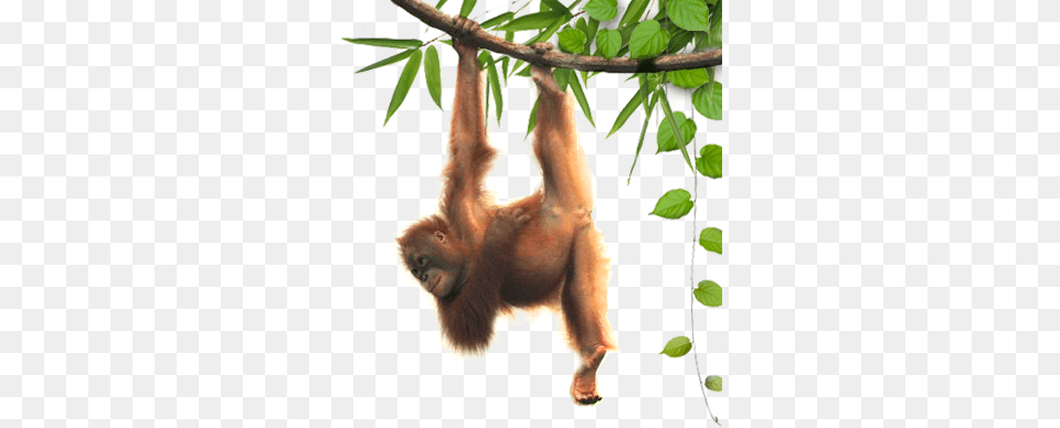Orangutans Transparent, Animal, Mammal, Monkey, Wildlife Free Png