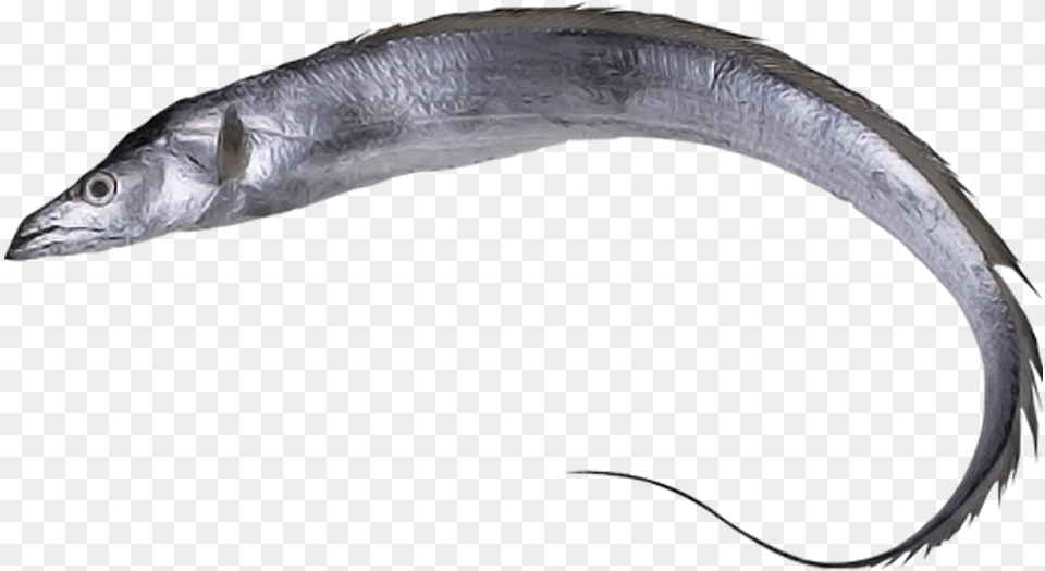 Orb Exim Corporation Ltd Ribbon Fish, Animal, Sea Life, Eel Free Png Download