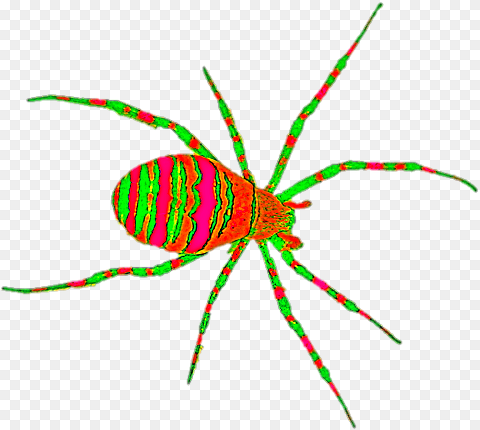 Orb Weaver Spider, Animal, Invertebrate Png Image