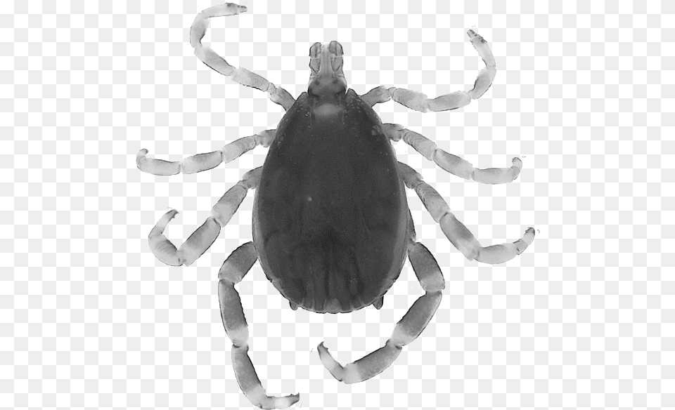 Orb Weaver Spider, Animal, Crab, Food, Invertebrate Free Transparent Png