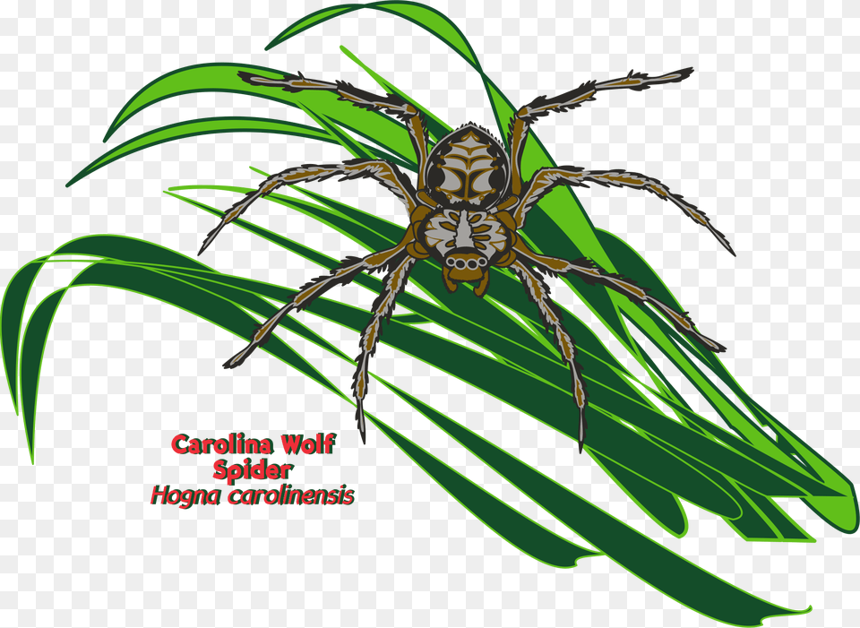 Orb Weaver Spider, Animal, Garden Spider, Insect, Invertebrate Free Png Download