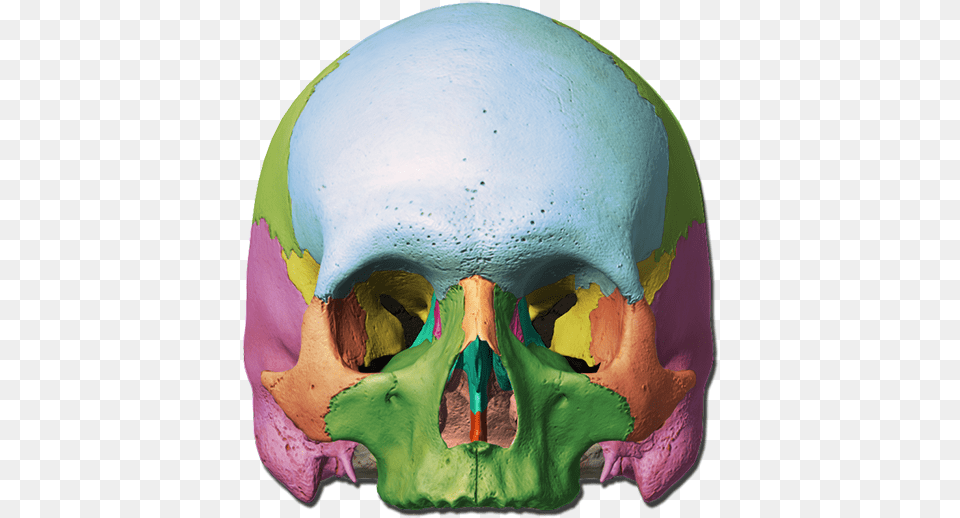 Orbit Of Skull Unlabeled, Head, Person, Face Png Image