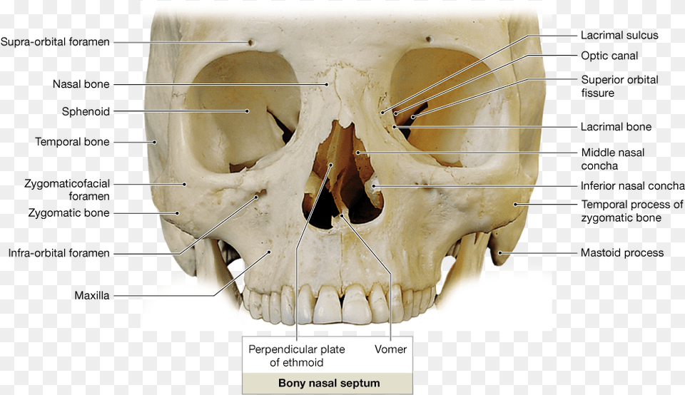 Orbits On The Skull, Head, Person, Face, Adult Free Transparent Png