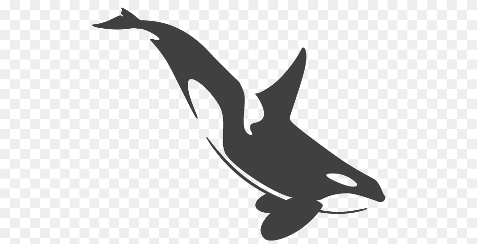 Orca, Animal, Sea Life, Fish, Shark Free Png