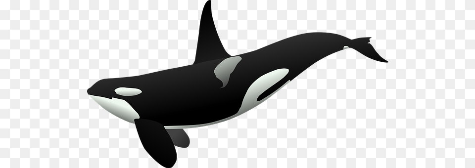 Orca Animal, Sea Life, Mammal, Whale Png Image