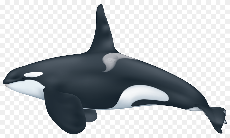 Orca, Animal, Sea Life, Appliance, Blow Dryer Free Png Download