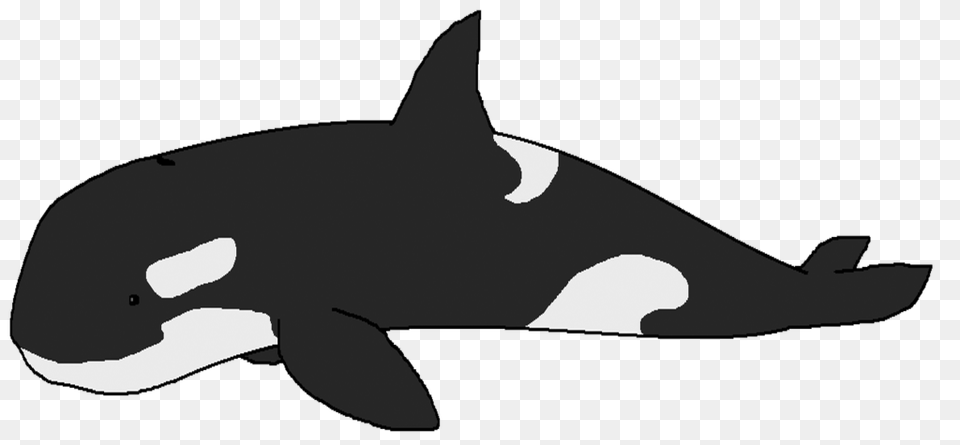 Orca, Animal, Mammal, Sea Life, Whale Free Png