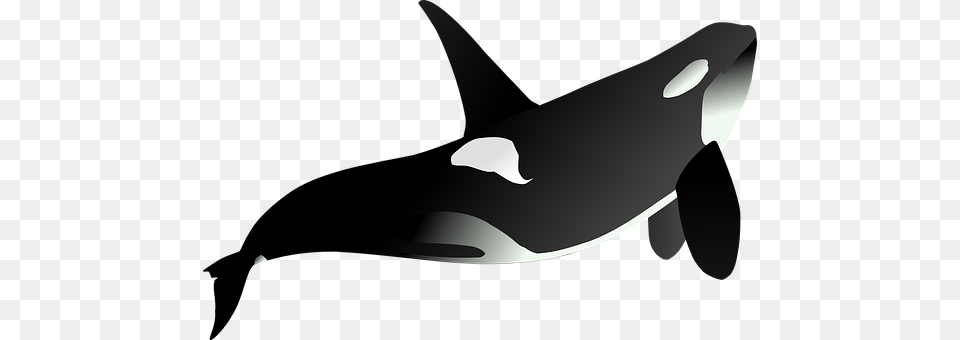 Orca Animal, Mammal, Sea Life Free Png