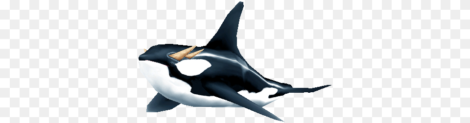 Orca, Animal, Sea Life, Mammal, Fish Png Image