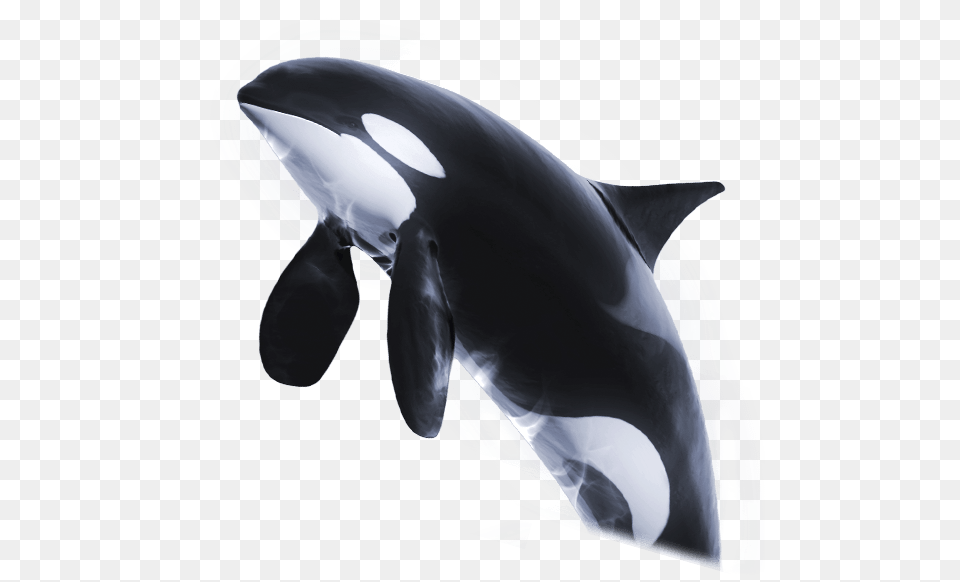 Orca, Animal, Sea Life, Mammal, Whale Free Png Download