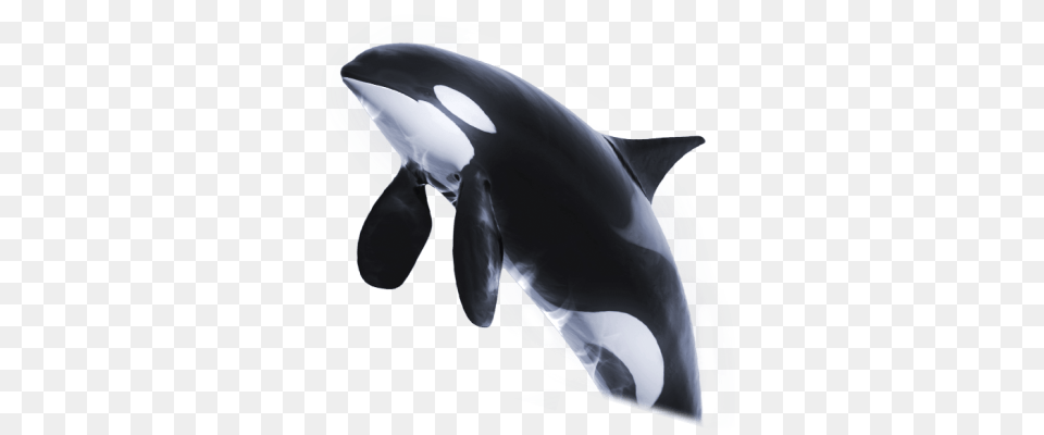 Orca And Vectors For Download Orca, Animal, Sea Life, Mammal, Appliance Free Png