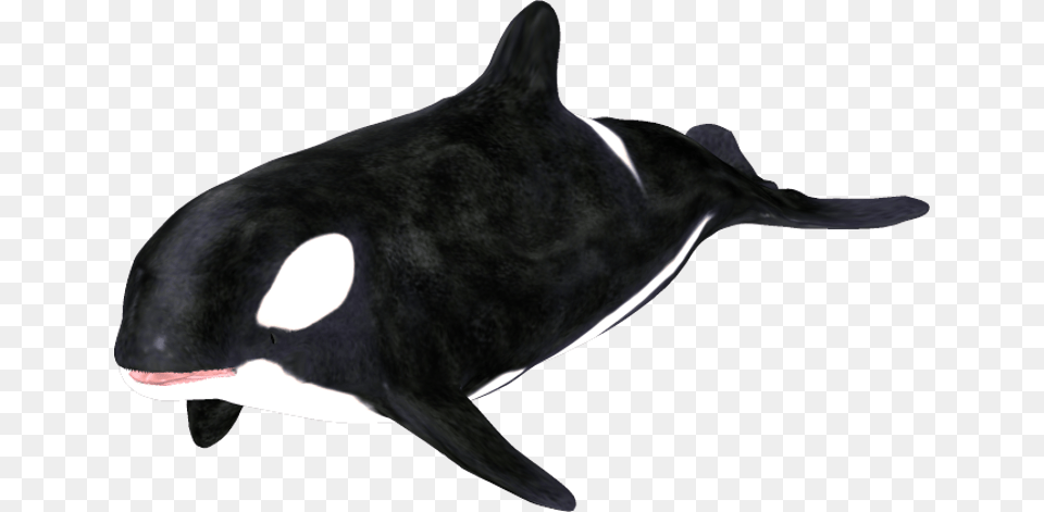 Orca Clip Art, Animal, Mammal, Sea Life, Whale Png Image