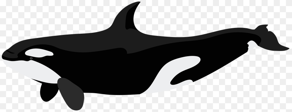 Orca Clip Art, Stencil, Animal, Mammal, Sea Life Png
