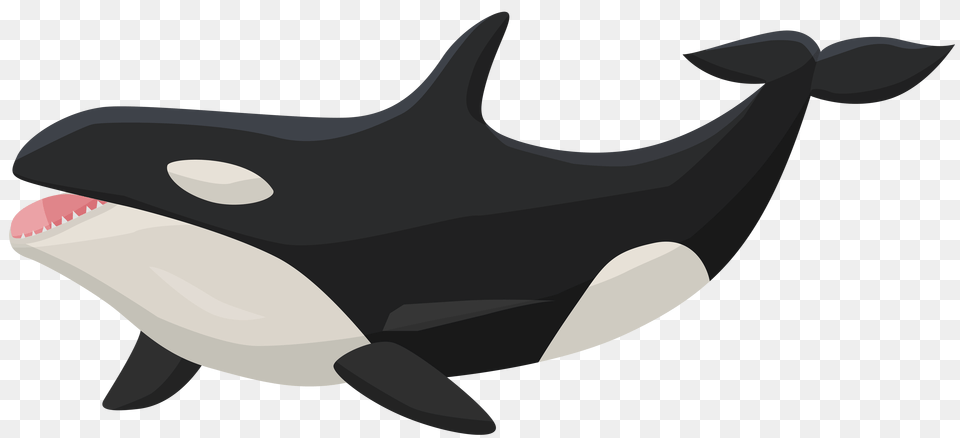 Orca Clip Art, Animal, Mammal, Sea Life, Hot Tub Png