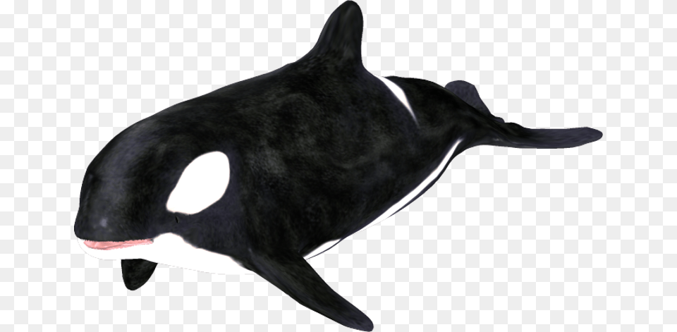 Orca Clip Art Killer Whale, Animal, Mammal, Sea Life, Bird Png Image