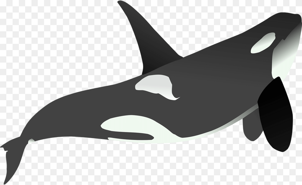 Orca Clipart, Animal, Sea Life, Mammal, Fish Free Png