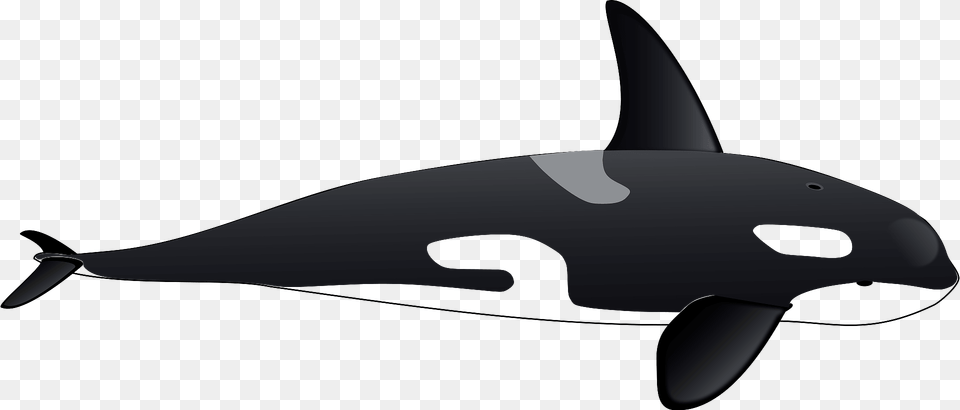 Orca Clipart, Animal, Sea Life, Mammal, Fish Free Png