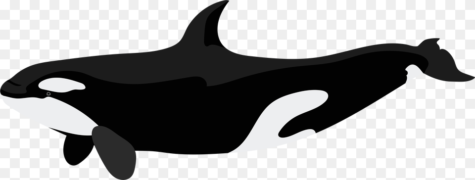 Orca Clipart, Animal, Mammal, Sea Life, Fish Free Transparent Png