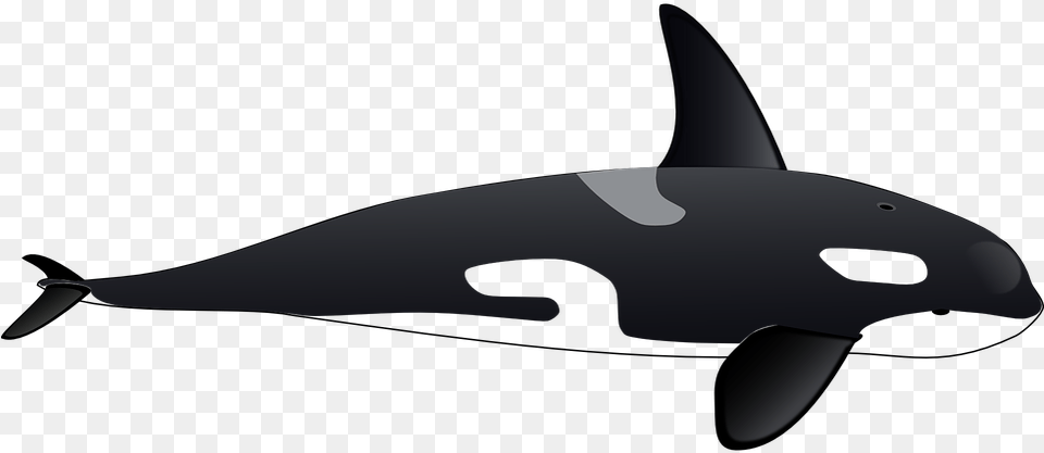 Orca Clipart Cute Sea Creature Orca Clipart, Animal, Sea Life, Mammal, Whale Png Image