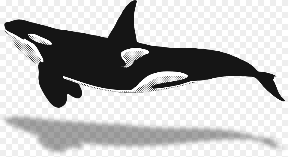 Orca Clipart Minke Whale Whale Watching, Animal, Sea Life, Fish, Shark Png Image