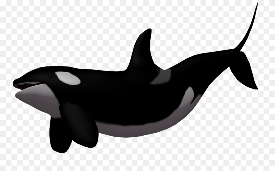 Orca Clipart White Background, Animal, Sea Life, Mammal, Whale Free Png Download