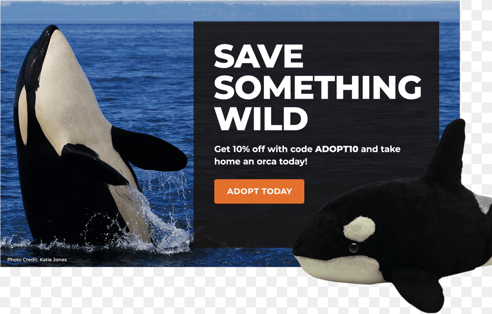 Orca Defenders Of Wildlife Whale Transparent Background, Animal, Mammal, Sea Life, Fish Free Png