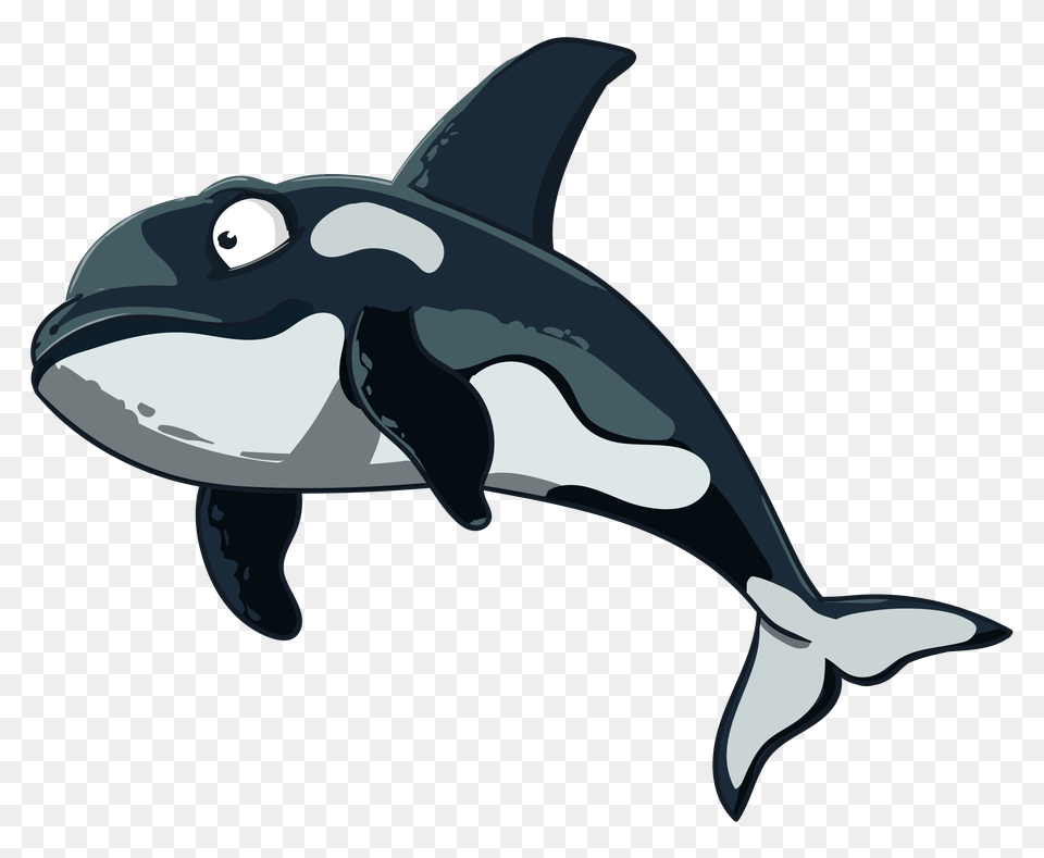Orca In Vector Vectors For Download, Animal, Mammal, Sea Life, Whale Free Png