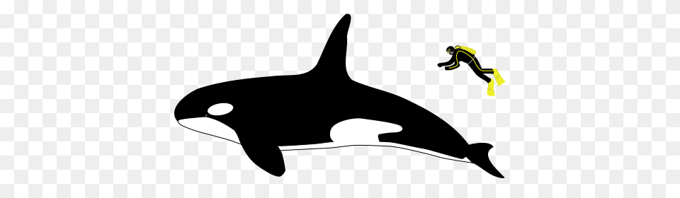 Orca Input Library, Animal, Fish, Sea Life, Shark Free Png Download