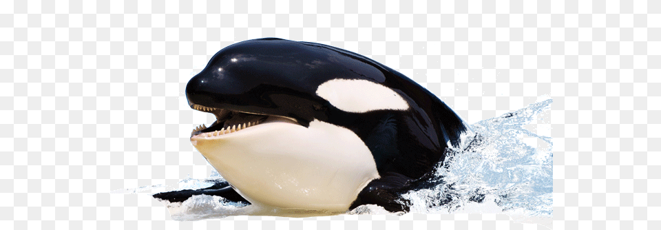 Orca Killer Whale, Animal, Sea Life, Mammal Png