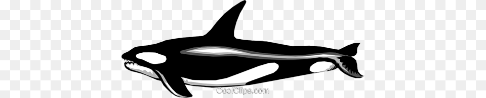 Orca Livre De Direitos Vetores Clip Art, Animal, Mammal, Sea Life, Fish Free Png