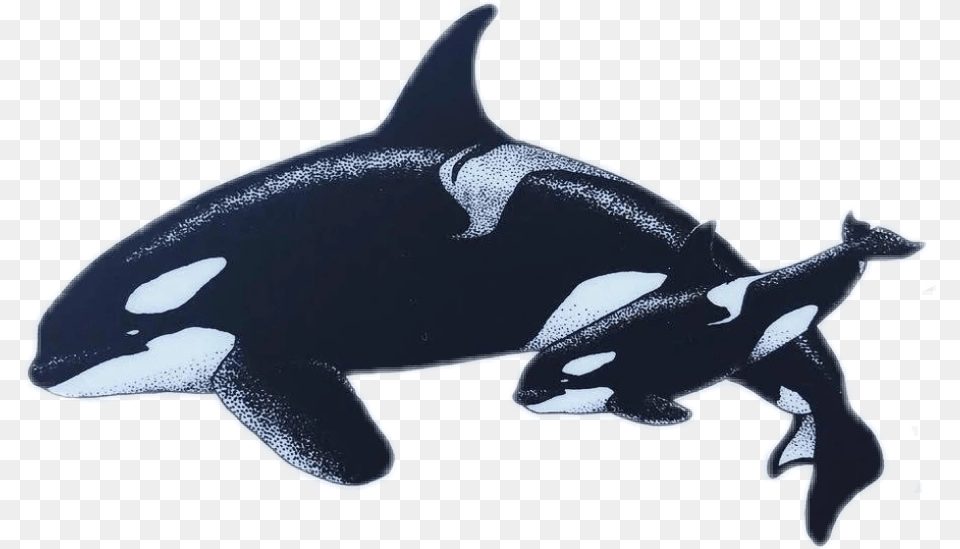 Orca Orcas Killerwhale Killerwhales Whale Whales Killer Whale, Animal, Mammal, Sea Life, Fish Free Transparent Png