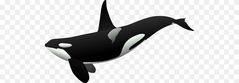 Orca Tattoo, Animal, Mammal, Sea Life, Whale Png Image